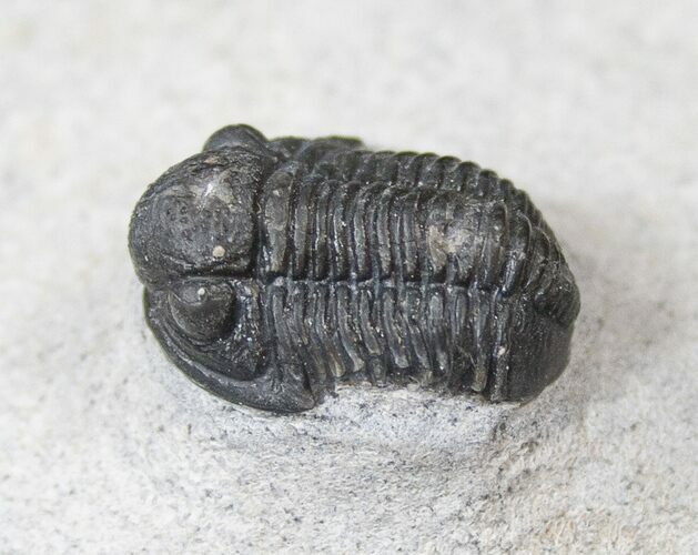Bargain Gerastos Trilobite Fossil #15398